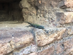 Podarcis muralis nigriventris