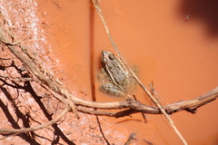 Lithobates blairi