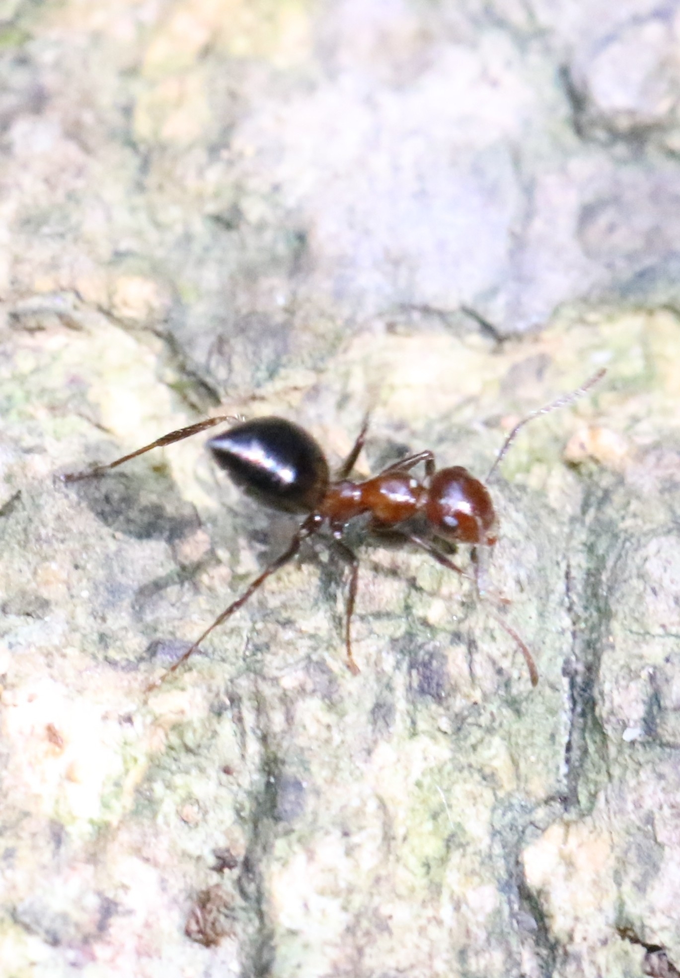 Camponotus minus