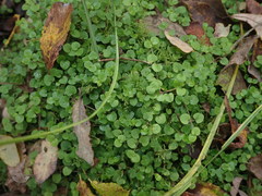 Nertera scapanioides