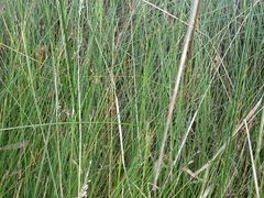 Netrostylis capillaris