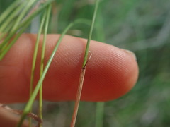 Netrostylis capillaris