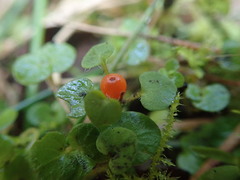 Nertera scapanioides