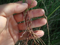 Netrostylis capillaris