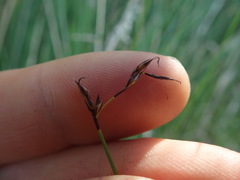 Netrostylis capillaris