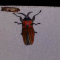 Edebessa nigropuncta