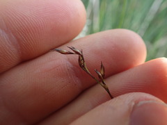 Netrostylis capillaris