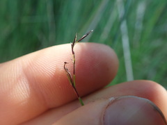 Netrostylis capillaris