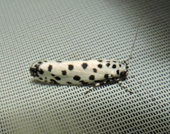 Ethmia clytodoxa