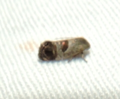 Eupselia beatella