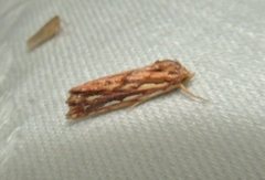 Meyrickella torquesauria