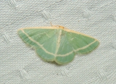 Mixocera latilineata