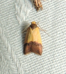 Heteroteucha dichroella