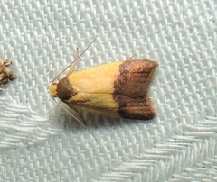 Heteroteucha dichroella