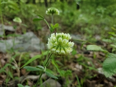 Trifolium reflexum