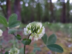 Trifolium reflexum