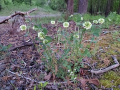 Trifolium reflexum