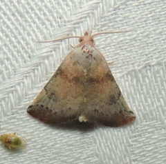 Mataeomera mesotaenia
