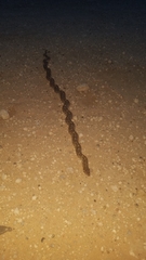 Arizona elegans elegans