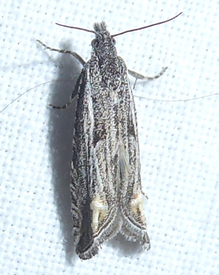 Eucosma salidana