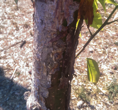 Bursera roseana