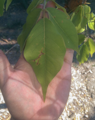 Bursera roseana