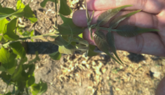 Bursera roseana