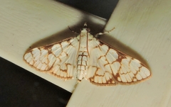 Aphytoceros lucusalis