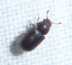 Sphindidae