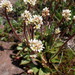 Virginia Saxifrage - Photo (c) Emily Stone, some rights reserved (CC BY-NC), uploaded by Emily Stone