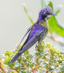 Purple-Backed Thornbill photo 5