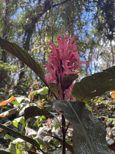 Justicia carnea observed 2024-05-15