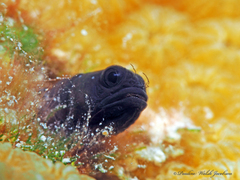 Blackhead Blenny photo 5