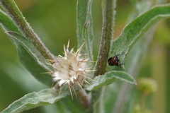 Cryptocephalus sanguinicollis
