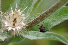 Cryptocephalus sanguinicollis