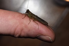 Chaeteessa