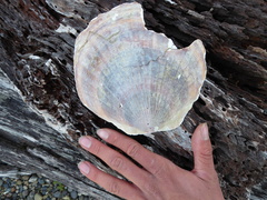 Patinopecten caurinus