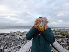 Patinopecten caurinus
