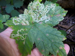 Phytomyza tiarellae