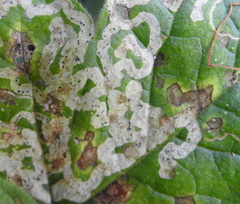 Phytomyza tiarellae