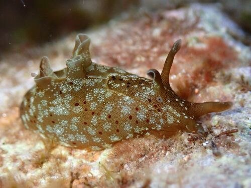 Spotted Seahare, photo 2 of 7