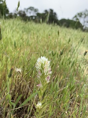 Castilleja attenuata