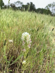 Castilleja attenuata