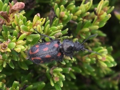 Astylus bourgeoisi