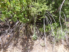 Boechera californica