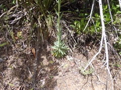 Boechera californica
