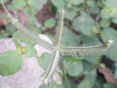 Dactyloctenium