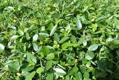 Zornia dyctiocarpa