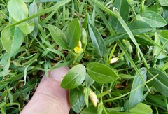 Zornia dyctiocarpa