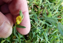 Zornia dyctiocarpa